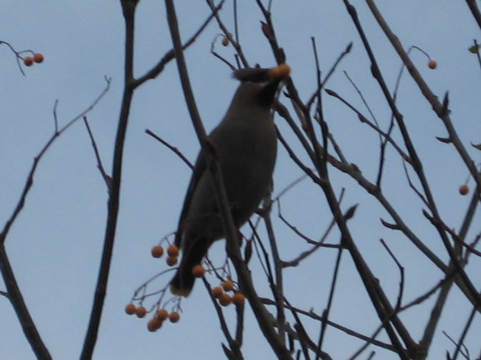 Dad’s pictures of Waxwings